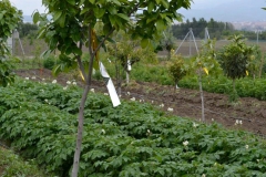 imagenes-la-huerta-de-gui-huertos-familiares-agricultura-ecologica-en-Granada-01