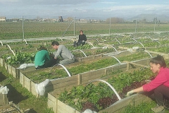 imagenes-la-huerta-de-gui-huertos-familiares-agricultura-ecologica-en-Granada-07