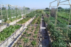 imagenes-la-huerta-de-gui-huertos-familiares-agricultura-ecologica-en-Granada-15