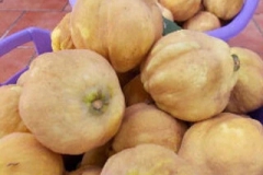 imagenes-la-huerta-de-gui-huertos-familiares-agricultura-ecologica-en-Granada-17