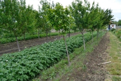 imagenes-la-huerta-de-gui-huertos-familiares-agricultura-ecologica-en-Granada-33