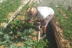 imagenes-la-huerta-de-gui-huertos-familiares-agricultura-ecologica-en-Granada-70