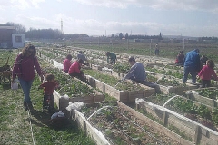 imagenes-la-huerta-de-gui-huertos-familiares-agricultura-ecologica-en-Granada-73